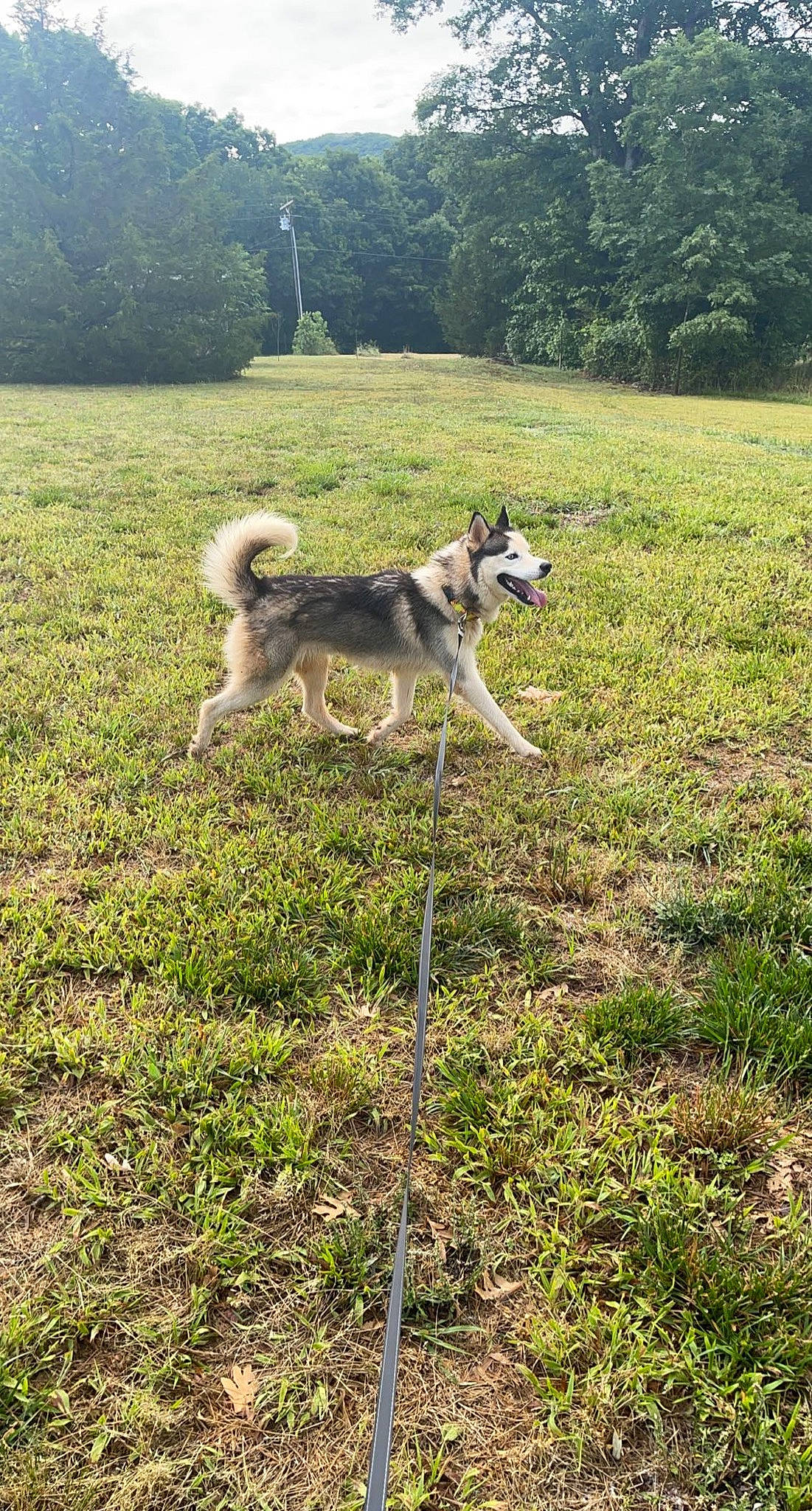 Ice joined the competition — help win amazing prizes! carnivore, companion_dog, dog, dog_breed, field, grass, grassland, landscape, lawn, meadow, pasture, plant, siberian_husky, sled_dog, soil, tail, terrestrial_animal, tree, working_animal, working_dog