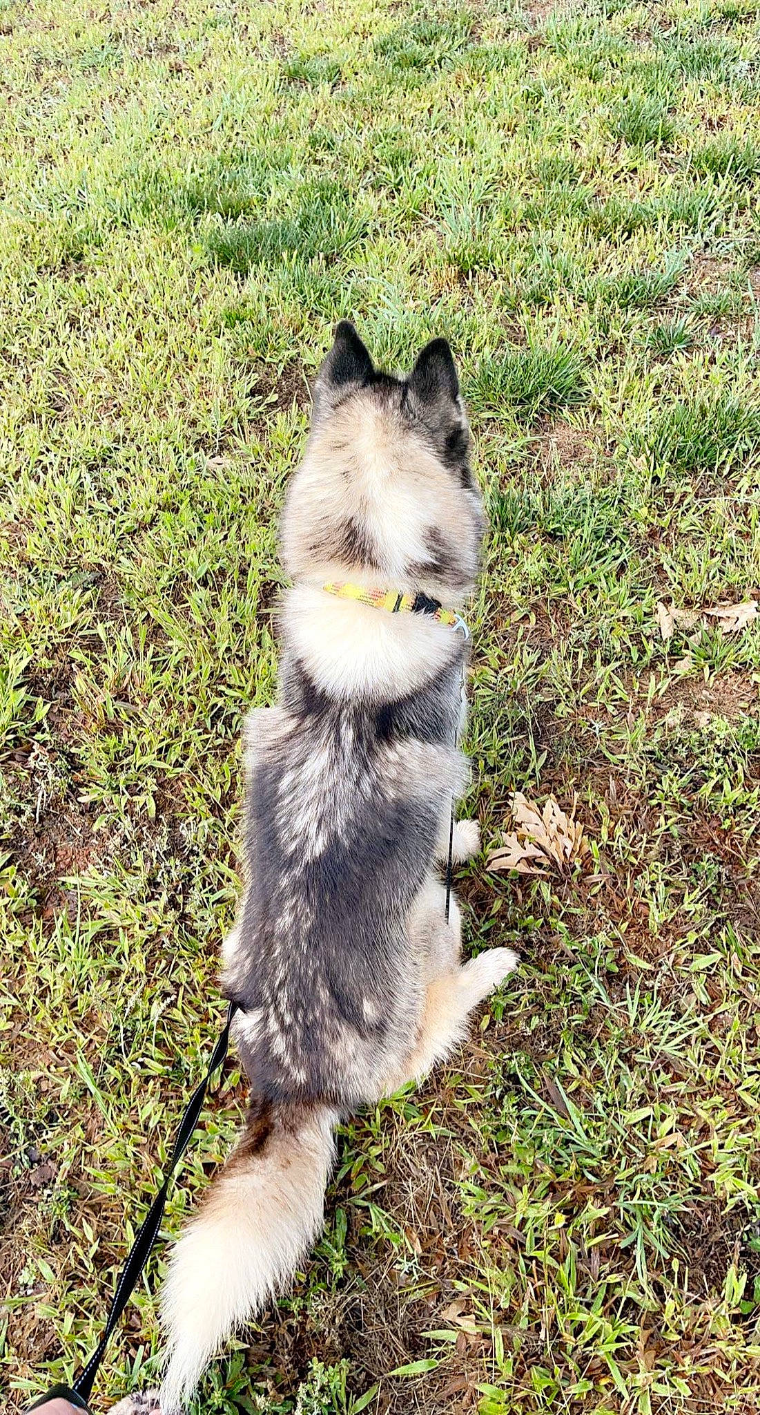 Ice is registered to the contest to win money with this photo: canidae, canis, canis_lupus_tundrarum, carnivore, companion_dog, dog, dog_breed, fawn, fur, grass, plant, sled_dog, soil, sporting_group, tail, terrestrial_animal, whiskers, wolf, working_animal, working_dog