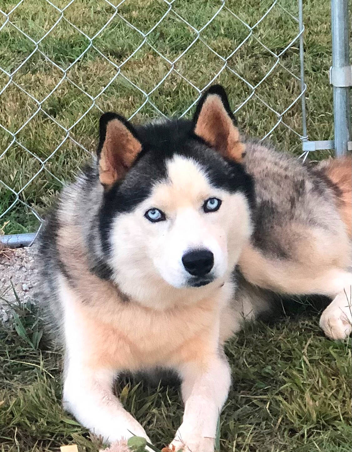 Ice joined the competition — help win amazing prizes! ancient_dog_breeds, canidae, canis, carnivore, companion_dog, dog, dog_breed, fence, fur, grass, herding_dog, mesh, pet_supply, siberian_husky, sled_dog, snout, sporting_group, wire_fencing, working_animal, working_dog