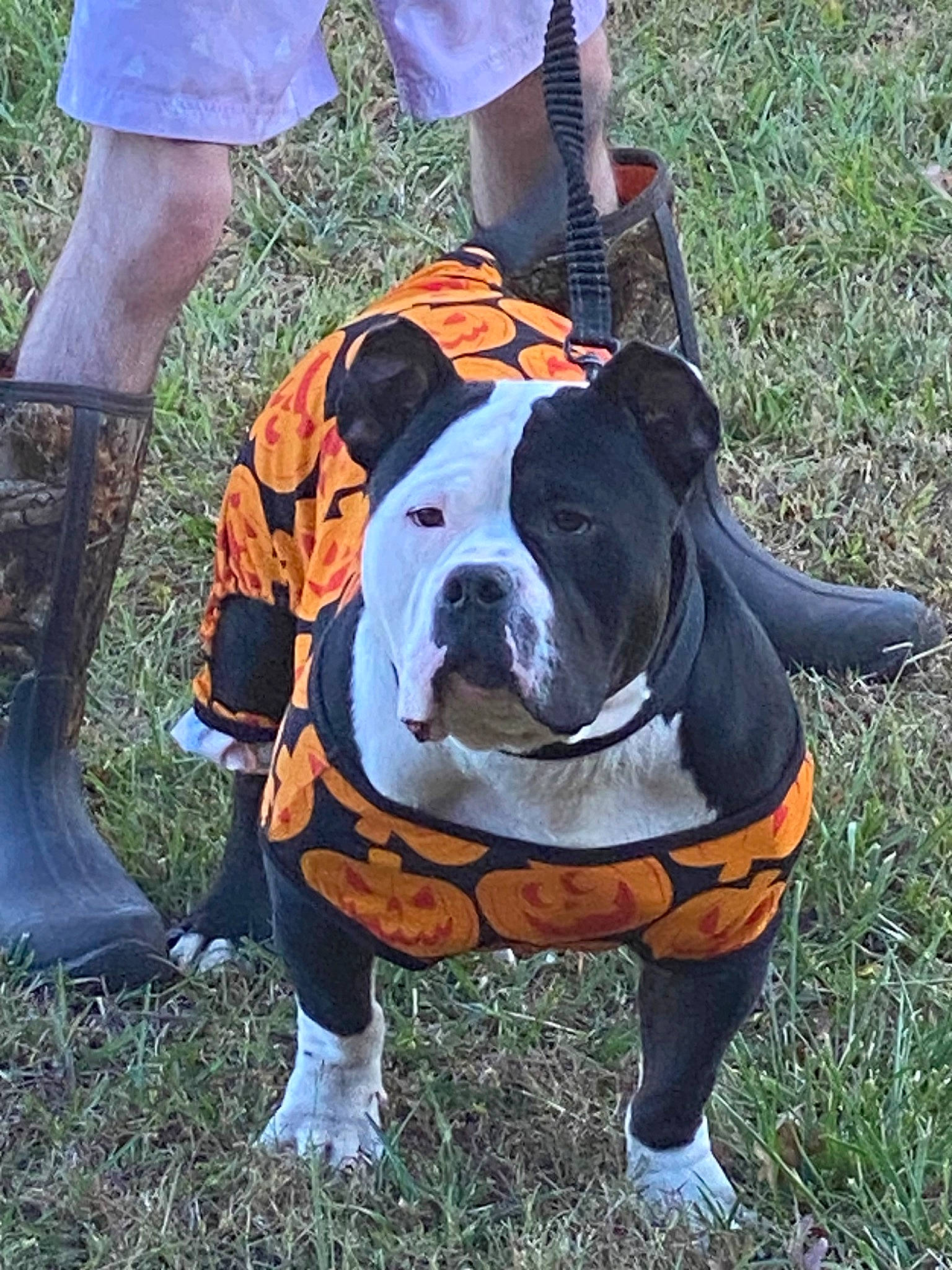 Micky is registered to the contest to win money with this photo: canidae, carnivore, collar, companion_dog, dog, dog_breed, dog_collar, dog_supply, fawn, grass, human_leg, leash, molosser, non_sporting_group, pet_supply, plant, snout, sporting_group, working_animal, working_dog