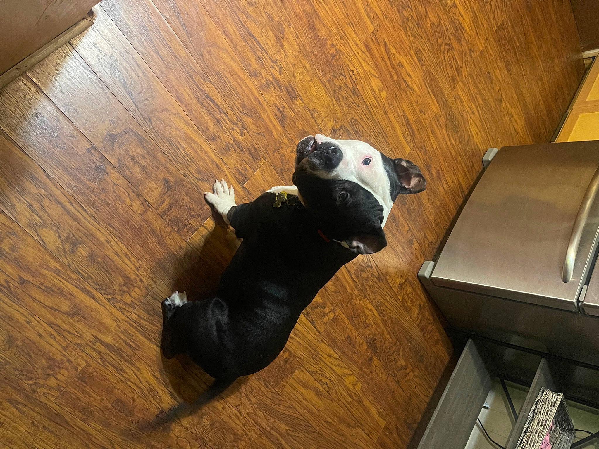 Micky is registered to the contest to win money with this photo: aluminium, auto_part, automotive_exterior, carnivore, felidae, floor, flooring, hardwood, laminate_flooring, metal, personal_protective_equipment, plank, plywood, room, small_to_medium_sized_cats, toy, varnish, wood, wood_flooring, wood_stain