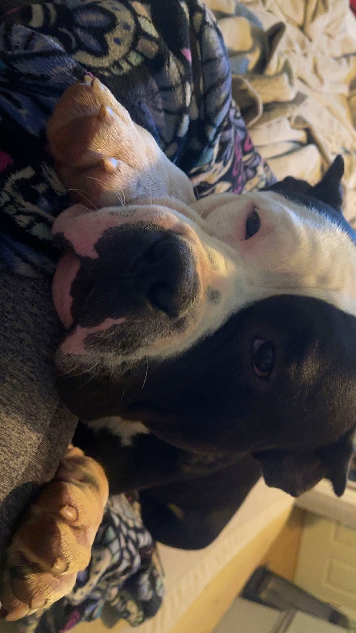 Micky joined the competition — help win amazing prizes! canidae, carnivore, companion_dog, dog, dog_breed, eyewear, fawn, felidae, fur, golden_retriever, guard_dog, human_leg, jaw, reptile, snout, sporting_group, sunglasses, terrestrial_animal, whiskers, working_animal