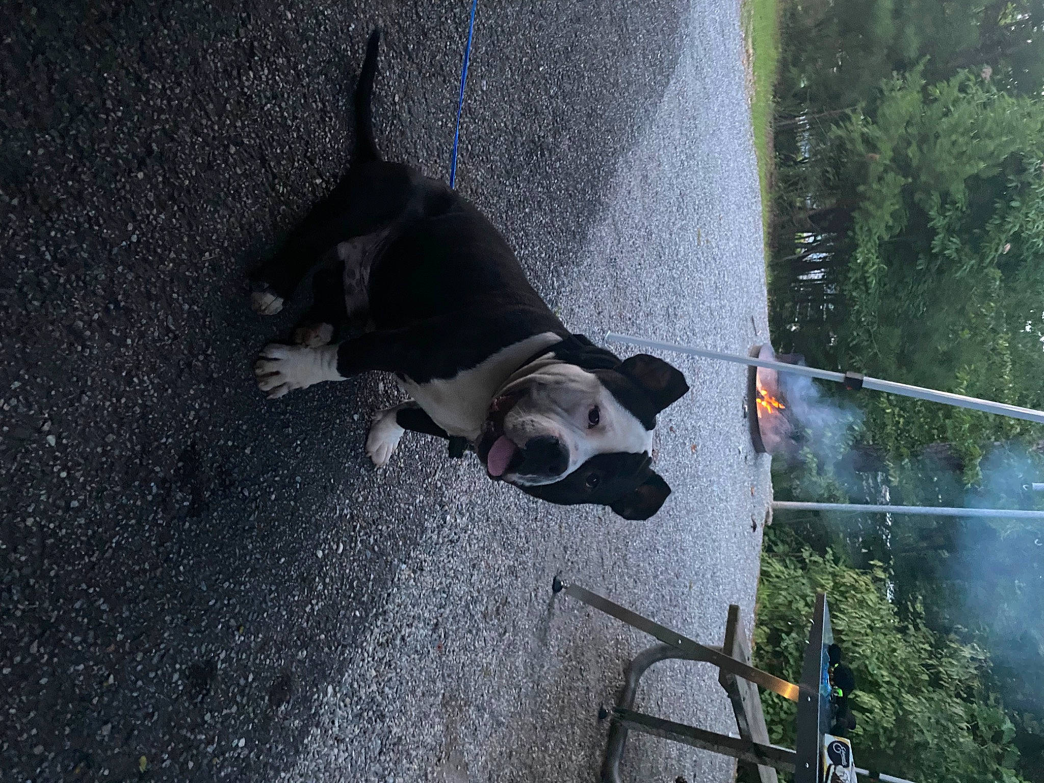 Micky joined the competition — help win amazing prizes! asphalt, carnivore, collar, companion_dog, concrete, dog, dog_breed, dog_collar, dog_supply, fawn, leash, pet_supply, plant, road_surface, shadow, sidewalk, sporting_group, tail, tree, windshield