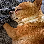 Caterina Reina participe au concours pour gagner de l'argent avec cette photo : animal, blanket, brown_fur, canine, close_up, companion, cozy, cute, dog, fur_texture, indoor, napping, paw, peaceful, pet, relaxation, resting, sleeping, snuggled, white_fur
