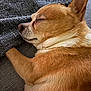 animal, blanket, brown_fur, canine, close_up, companion, cozy, cute, dog, fur_texture, indoor, napping, paw, peaceful, pet, relaxation, resting, sleeping, snuggled, white_fur