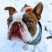 Brody joined the competition — help win amazing prizes! animal, bostonbull, boxer, bulldog, canine, dog, frenchbulldog, pet, pitbull, puppy, snout, text, whitedog