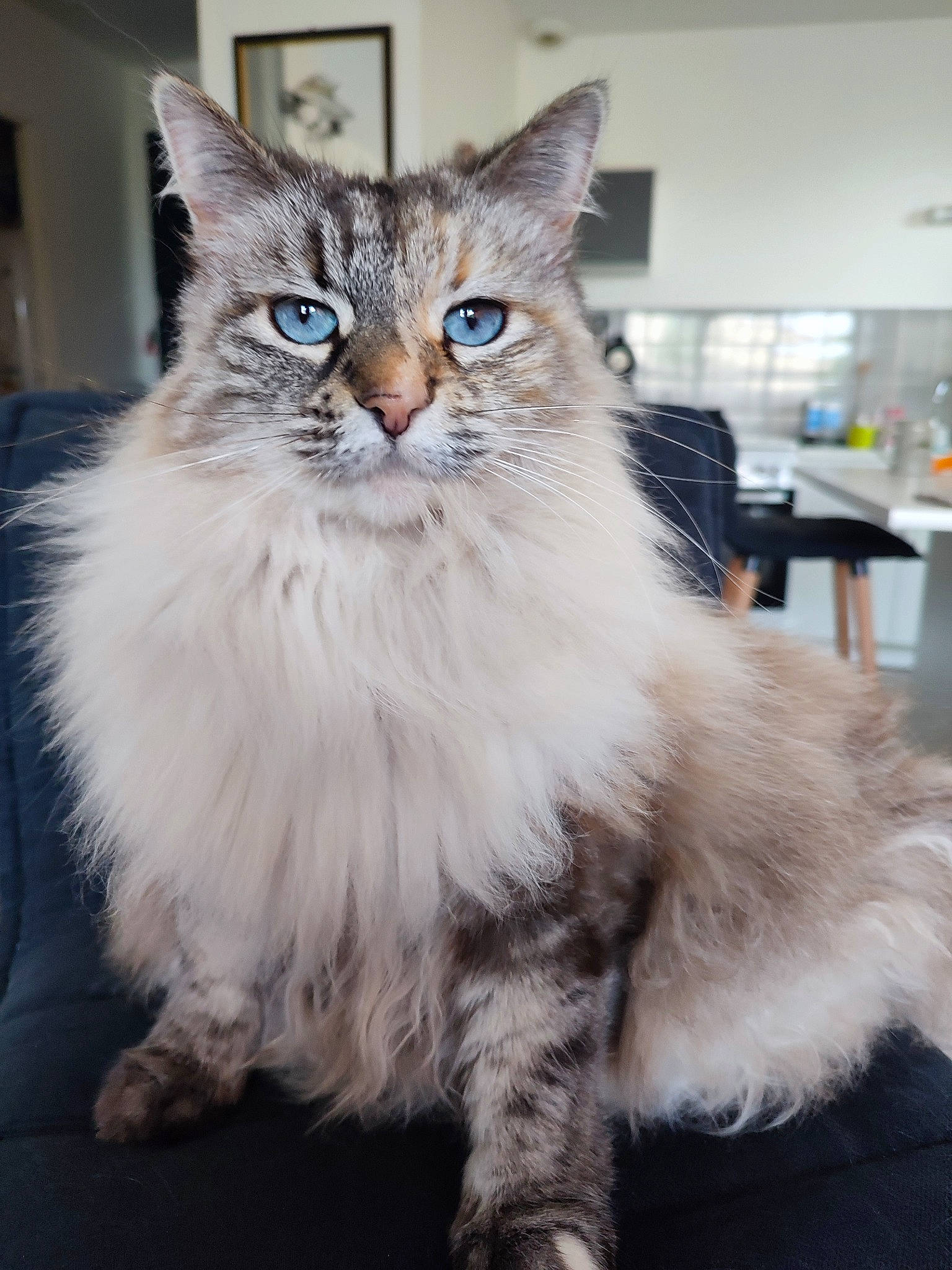 Kawa participe au concours pour gagner de l'argent avec cette photo : british_longhair, carnivore, cat, claw, event, felidae, fur, maine_coon, norwegian_forest_cat, sitting, small_to_medium_sized_cats, snout, terrestrial_animal, whiskers, window