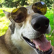 Hanouchka participe au concours pour gagner de l'argent avec cette photo : dog, sunglasses, close_up, tongue_out, smile, outdoor, greenery, sunlight, pet, canine, happy, animal, nature, summer, funny, portrait, fur, face, nose, whiskers