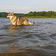 Hanouchka a rejoint le concours — aidez-le/la à gagner de superbes lots ! dog, water, lake, nature, outdoor, animal, forest, trees, sky, wet, reflection, canine, muzzle, tongue, daytime, wildlife, river, pond, summer, landscape