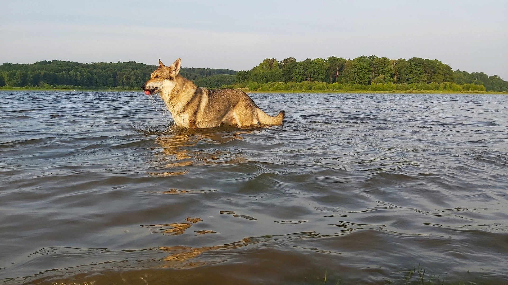 Hanouchka a rejoint le concours — aidez-le/la à gagner de superbes lots ! dog, water, lake, nature, outdoor, animal, forest, trees, sky, wet, reflection, canine, muzzle, tongue, daytime, wildlife, river, pond, summer, landscape