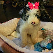 Nova Jade is registered to the contest to win money with this photo: adorable, animal, bow, comfort, cozy, cute, dog, fluffy, fur, home, indoor, nose, pet, pet_bed, pink_bow, puppy, sitting, small_dog, soft_toy, toy