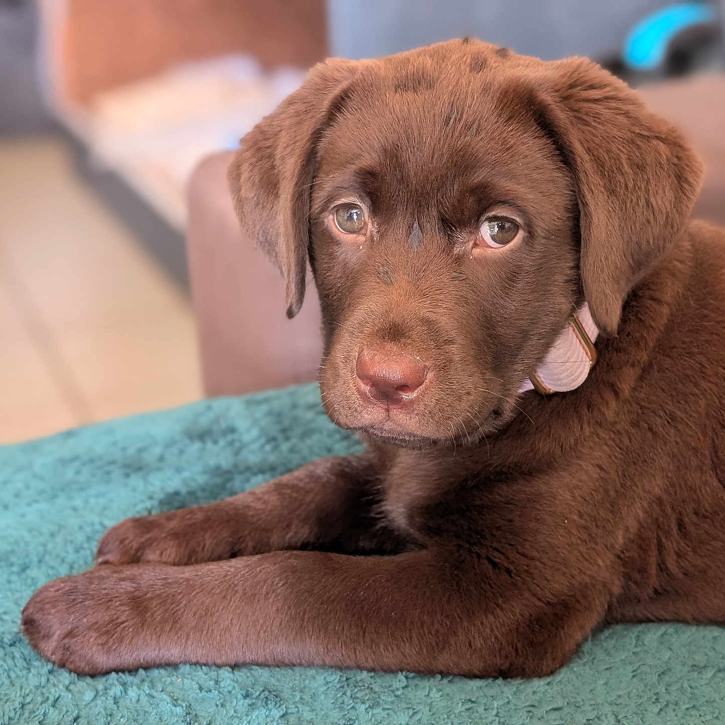 Aylow participe au concours pour gagner de l'argent avec cette photo : animal, canine, dog, hound, labradorretriever, pet, pointer, puppy, snout