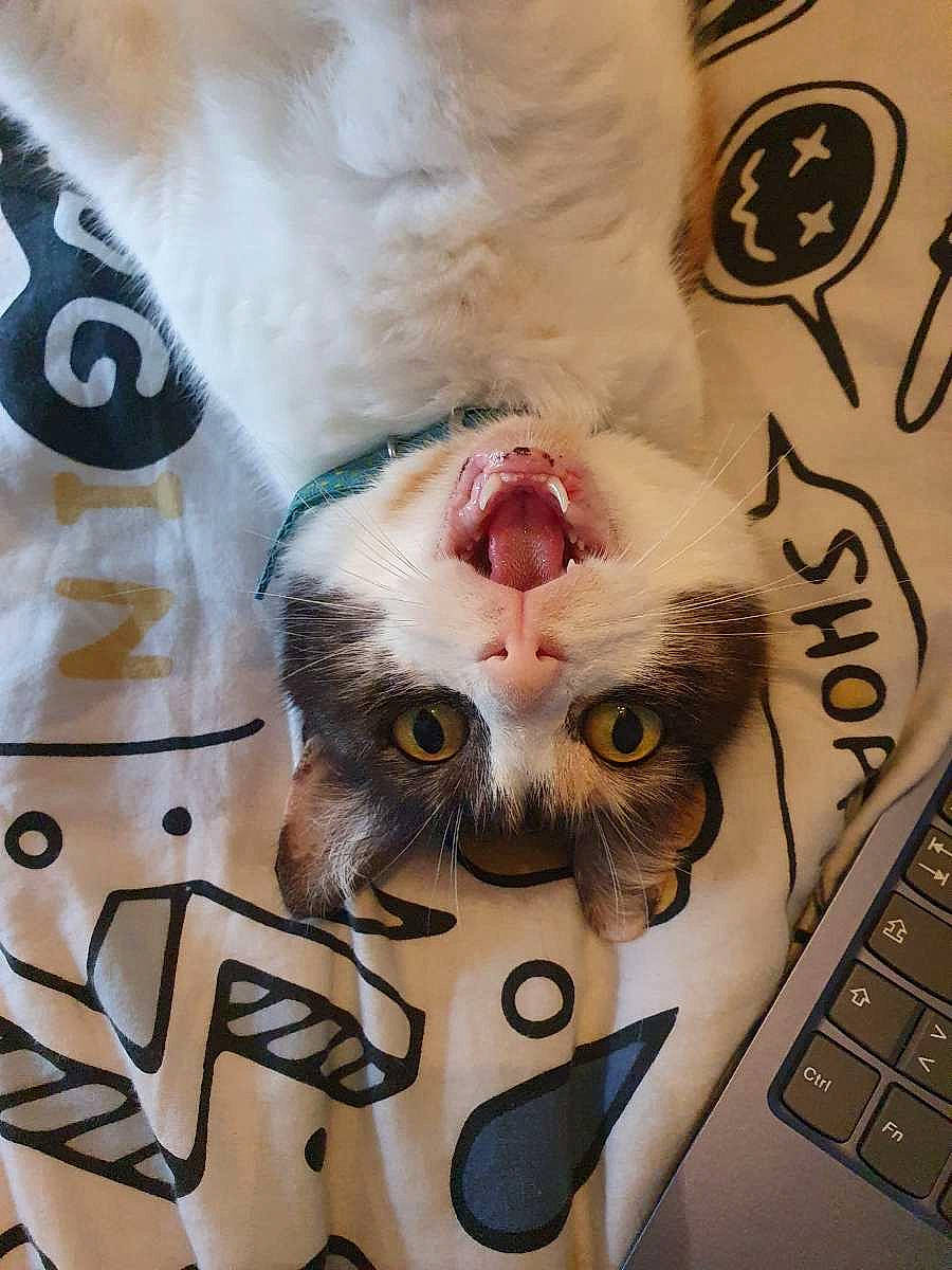 Lilith participe au concours pour gagner de l'argent avec cette photo : carnivore, cat, close_up, computer_keyboard, domestic_short_haired_cat, eyelash, facial_expression, fawn, felidae, fur, input_device, laptop, nose, office_supplies, paw, peripheral, small_to_medium_sized_cats, snout, sunglasses, whiskers