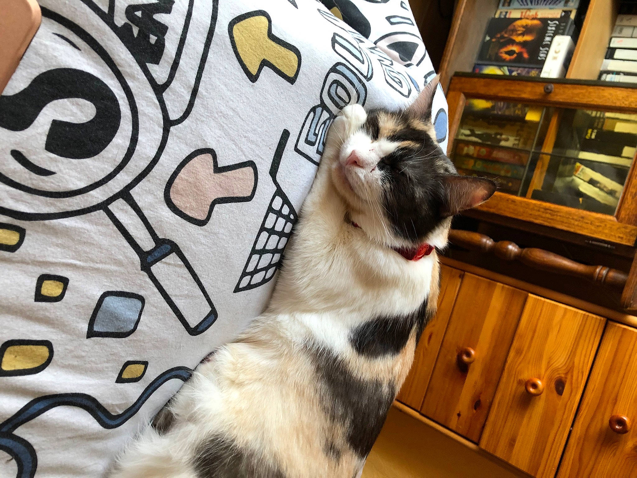 Lilith participe au concours pour gagner de l'argent avec cette photo : art, carnivore, cat, collar, companion_dog, dog_breed, domestic_short_haired_cat, fawn, felidae, flooring, fur, hardwood, paw, shelf, small_to_medium_sized_cats, snapshot, snout, tail, whiskers, wood