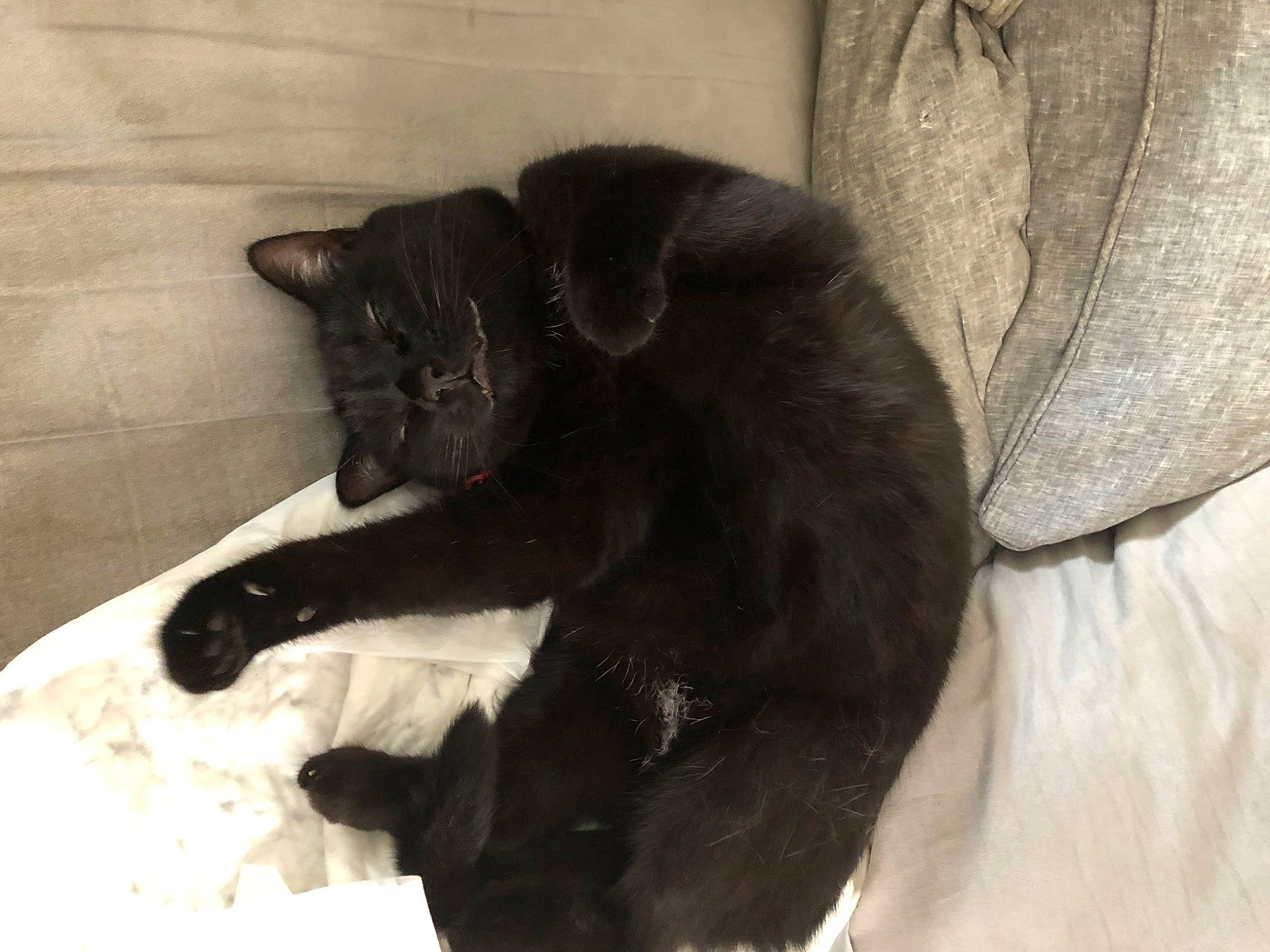 Blanche a rejoint le concours — aidez-le/la à gagner de superbes lots ! black_cat, bombay, canidae, carnivore, cat, cat_supply, claw, comfort, dog_breed, domestic_short_haired_cat, felidae, fur, grey, paw, small_to_medium_sized_cats, snout, sporting_group, tail, terrestrial_animal, whiskers