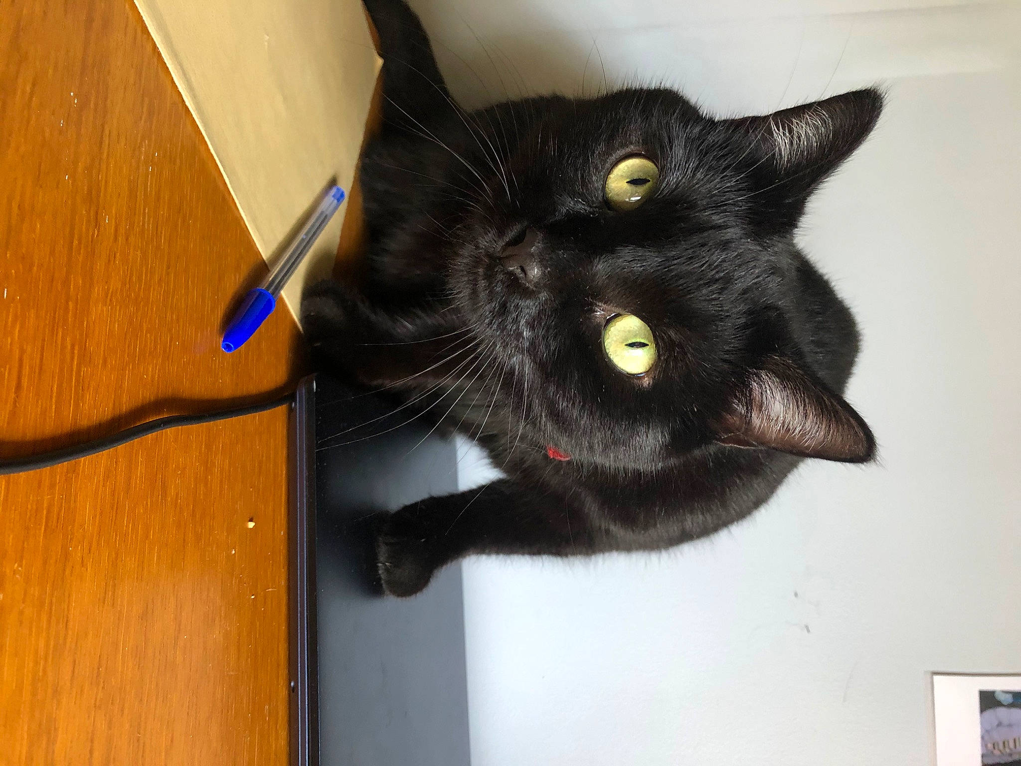 Blanche a rejoint le concours — aidez-le/la à gagner de superbes lots ! black_cat, bombay, carnivore, cat, domestic_short_haired_cat, ear, felidae, flooring, fur, hardwood, plank, plywood, small_to_medium_sized_cats, snout, table, tail, varnish, whiskers, wood, wood_stain