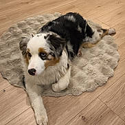 Naya participe au concours pour gagner de l'argent avec cette photo : dog, puppy, australian_shepherd, tricolor, fur, blue_eyes, paw, nose, rug, bedding, wooden_floor, indoor, pet, cute, fluffy, lying_down, relaxed, portrait, animal, home