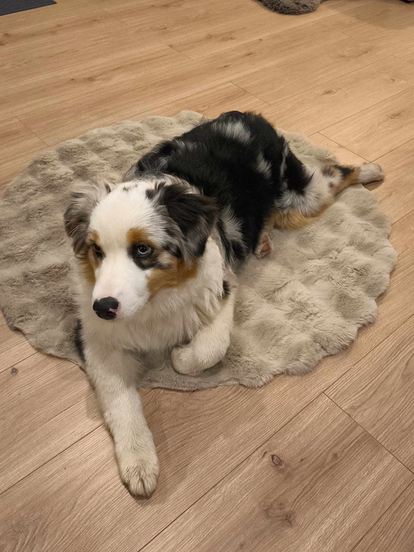 Naya participe au concours pour gagner de l'argent avec cette photo : dog, puppy, australian_shepherd, tricolor, fur, blue_eyes, paw, nose, rug, bedding, wooden_floor, indoor, pet, cute, fluffy, lying_down, relaxed, portrait, animal, home