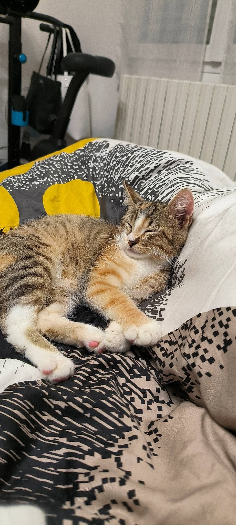 Nala a rejoint le concours — aidez-le/la à gagner de superbes lots ! carnivore, cat, claw, comfort, domestic_short_haired_cat, fawn, felidae, fur, linens, mammal, nap, paw, sleep, small_to_medium_sized_cats, snout, terrestrial_animal, textile, vertebrate, whiskers, wildlife