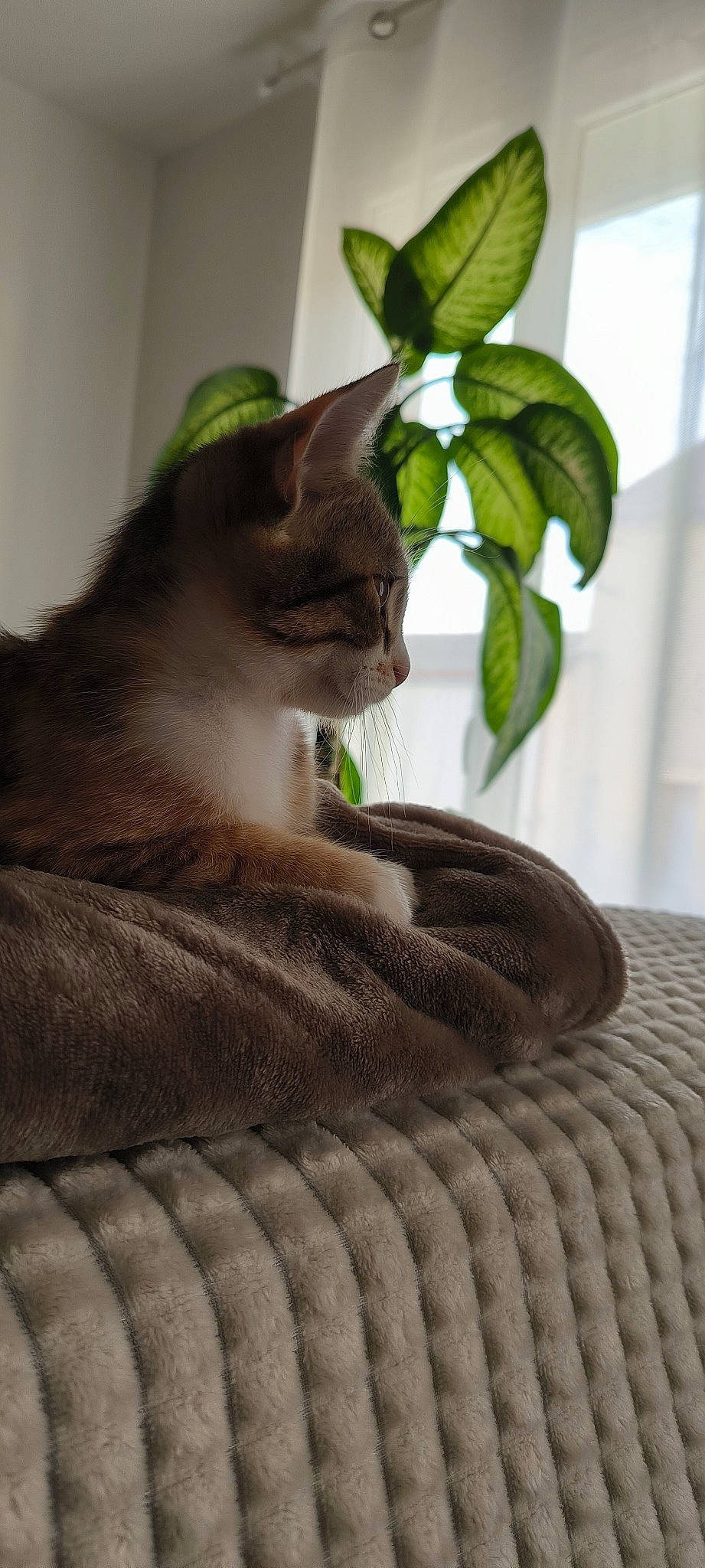 Nala a rejoint le concours — aidez-le/la à gagner de superbes lots ! carnivore, cat, comfort, domestic_short_haired_cat, fawn, felidae, fur, grey, houseplant, plant, plant_stem, small_to_medium_sized_cats, snout, tail, whiskers, wood