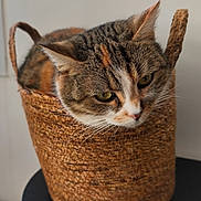 Nala participe au concours pour gagner de l'argent avec cette photo : cat, tabby_cat, feline, pet, basket, woven_basket, wicker, indoor, close_up, portrait, whiskers, green_eyes, fur, ears, table, cozy, relaxed, home_decor, staring, sitting