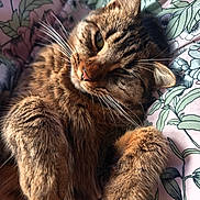 Iris a rejoint le concours — aidez-le/la à gagner de superbes lots ! cat, tabby, whiskers, paws, fur, pink_nose, ears, close_up, bed, bedding, floral_pattern, sleepy, relaxed, pet, indoor, sunlight, portrait, cuddly, cute, mammal