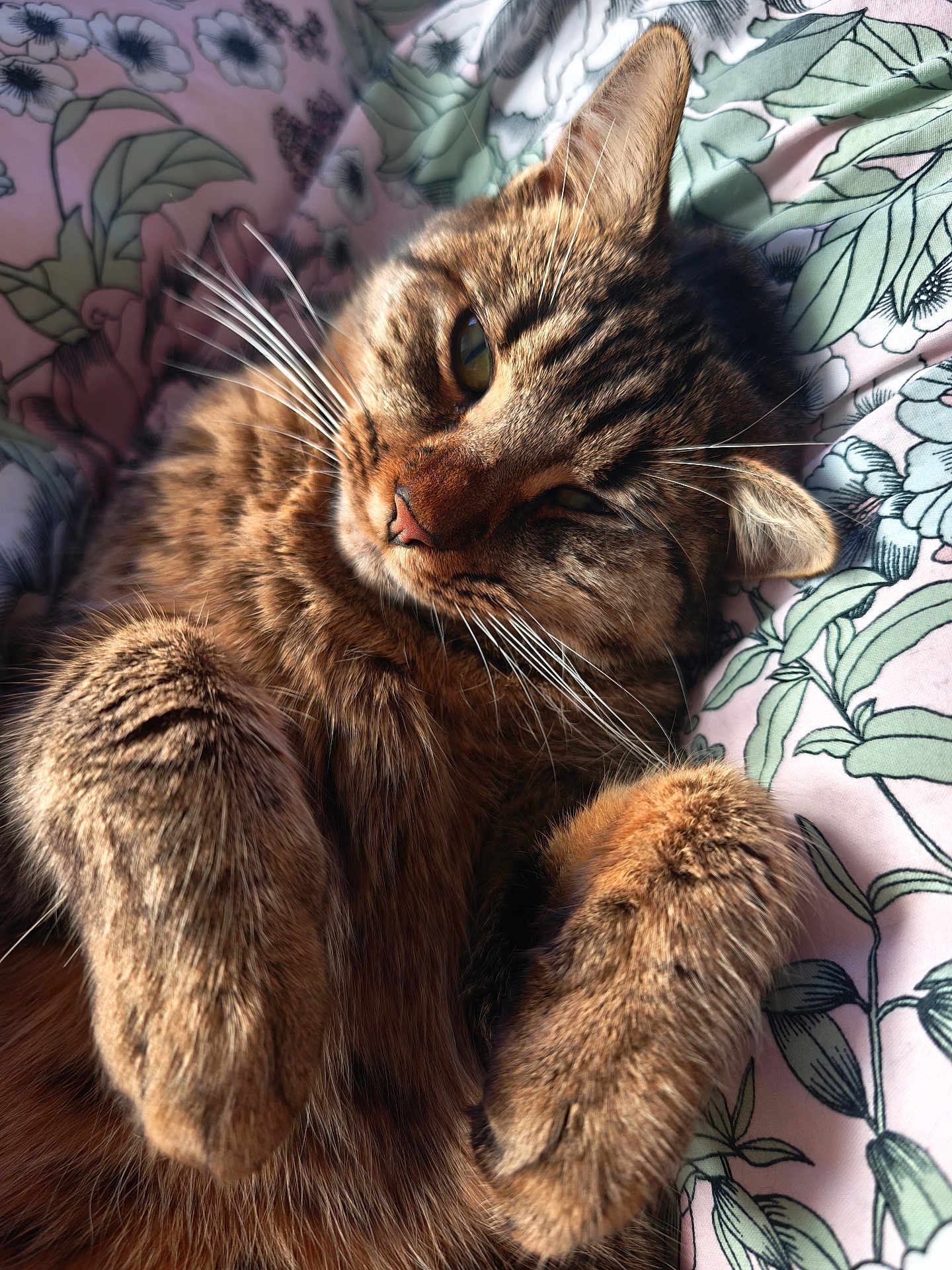 Iris a rejoint le concours — aidez-le/la à gagner de superbes lots ! cat, tabby, whiskers, paws, fur, pink_nose, ears, close_up, bed, bedding, floral_pattern, sleepy, relaxed, pet, indoor, sunlight, portrait, cuddly, cute, mammal