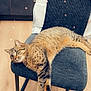 Iris a rejoint le concours — aidez-le/la à gagner de superbes lots ! cat, chair, cozy, domestic_animal, furniture, green_eyes, hoodie, indoor, kitchen_cabinet, lying_down, paws, pet, relaxed, sleepy, sparkle_filter, stripe_pattern, tabby_cat, upholstery, whiskers, wood_floor