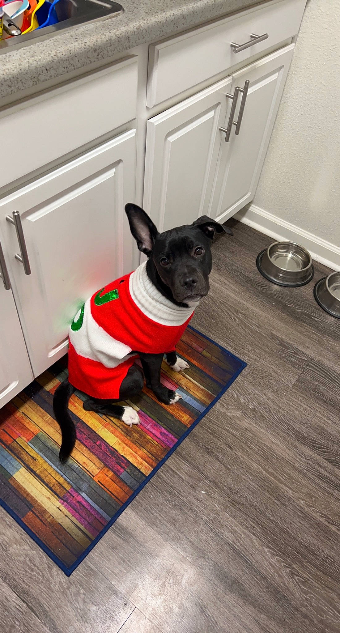 Nova joined the competition — help win amazing prizes! carnivore, collar, companion_dog, dog, dog_breed, dog_clothes, dog_collar, dog_supply, event, fawn, floor, flooring, hardwood, pattern, pet_supply, snout, tableware, toy_dog, wood, working_animal