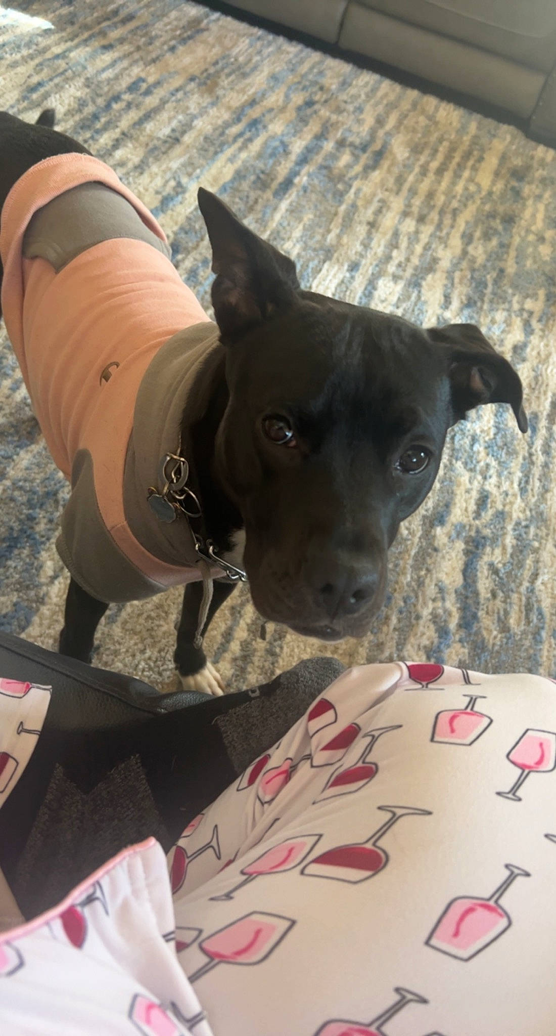 Nova is registered to the contest to win money with this photo: canidae, carmine, carnivore, collar, companion_dog, dog, dog_breed, dog_collar, dog_supply, fashion_accessory, fawn, guard_dog, mammal, non_sporting_group, snout, sporting_group, terrestrial_animal, toy_dog, whiskers, working_animal