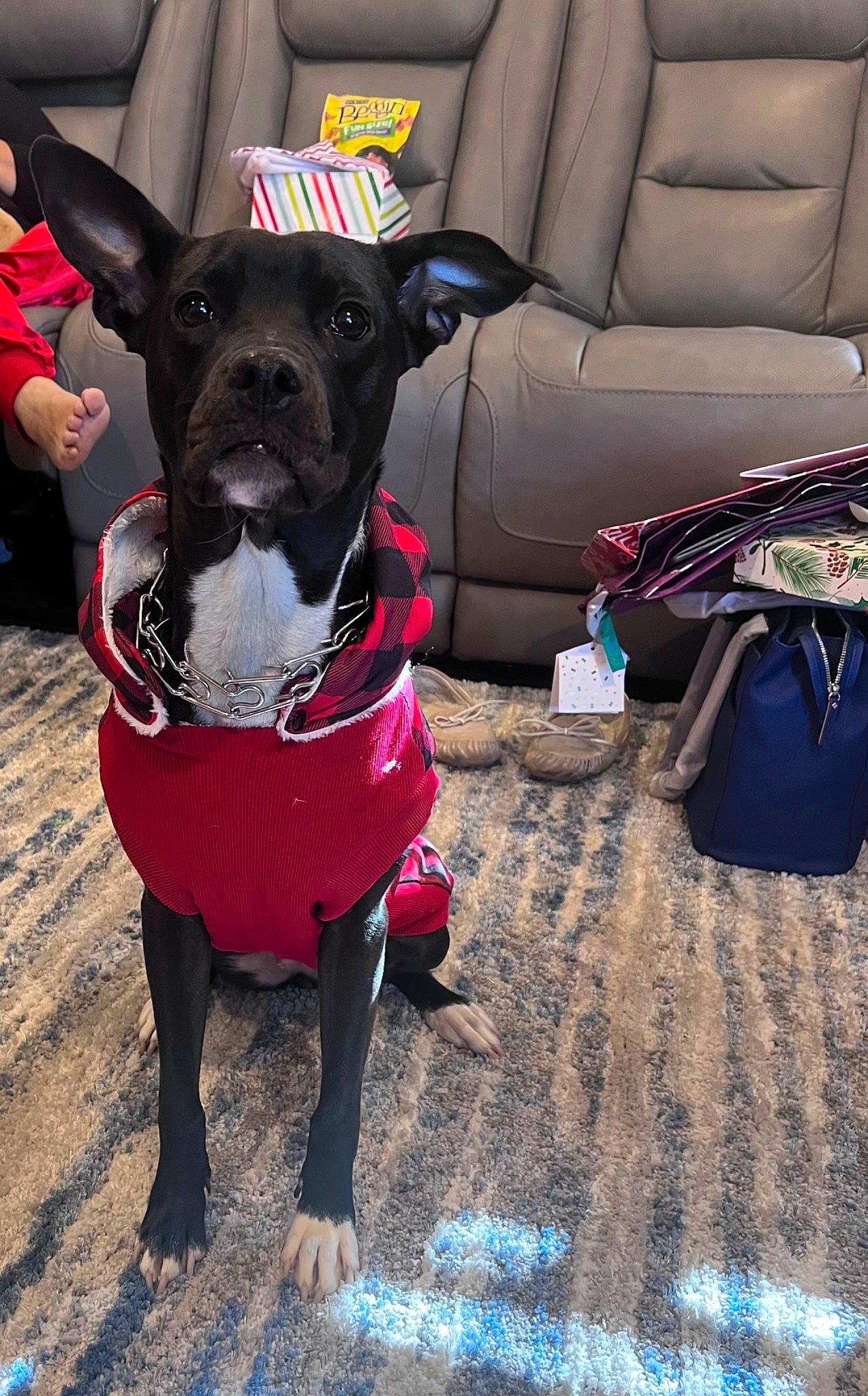 Nova is registered to the contest to win money with this photo: canidae, carnivore, chair, collar, companion_dog, couch, dog, dog_breed, dog_clothes, dog_collar, dog_supply, fashion_accessory, fawn, leash, paw, pet_supply, snout, sporting_group, toy_dog, working_animal