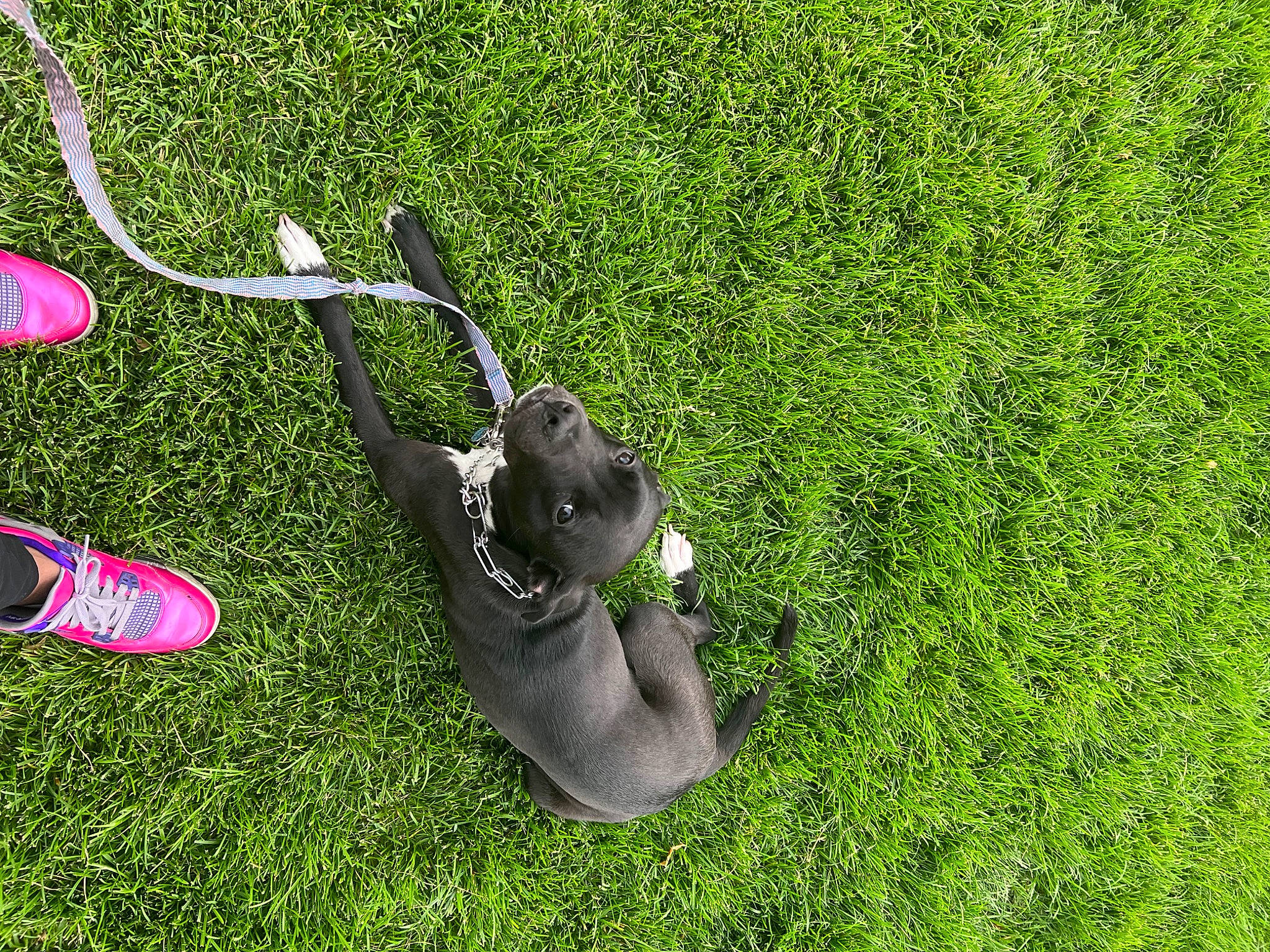 Nova is registered to the contest to win money with this photo: artificial_turf, carmine, flip_flops, flooring, foot, grass, grass_family, grassland, groundcover, human_leg, lawn, lawn_mower, leisure, people_in_nature, plant, recreation, shrub, tail, terrestrial_animal, toy