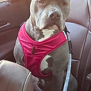 Ghost joined the competition — help win amazing prizes! animal, calm, car_interior, companion, cute, dog, domestic_animal, grey_dog, harness, indoors, leash, leather_seat, mammal, pet, resting, seated, side_view, sunlight, transportation, window