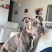 Ghost is registered to the contest to win money with this photo: dog, pitbull, gray_dog, living_room, couch, furniture, indoor, pet, canine, seated, attentive, family_photos, wall_art, home_interior, domestic, companion, alert, short_hair, ears, snout
