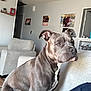 dog, pitbull, gray_dog, living_room, couch, furniture, indoor, pet, canine, seated, attentive, family_photos, wall_art, home_interior, domestic, companion, alert, short_hair, ears, snout