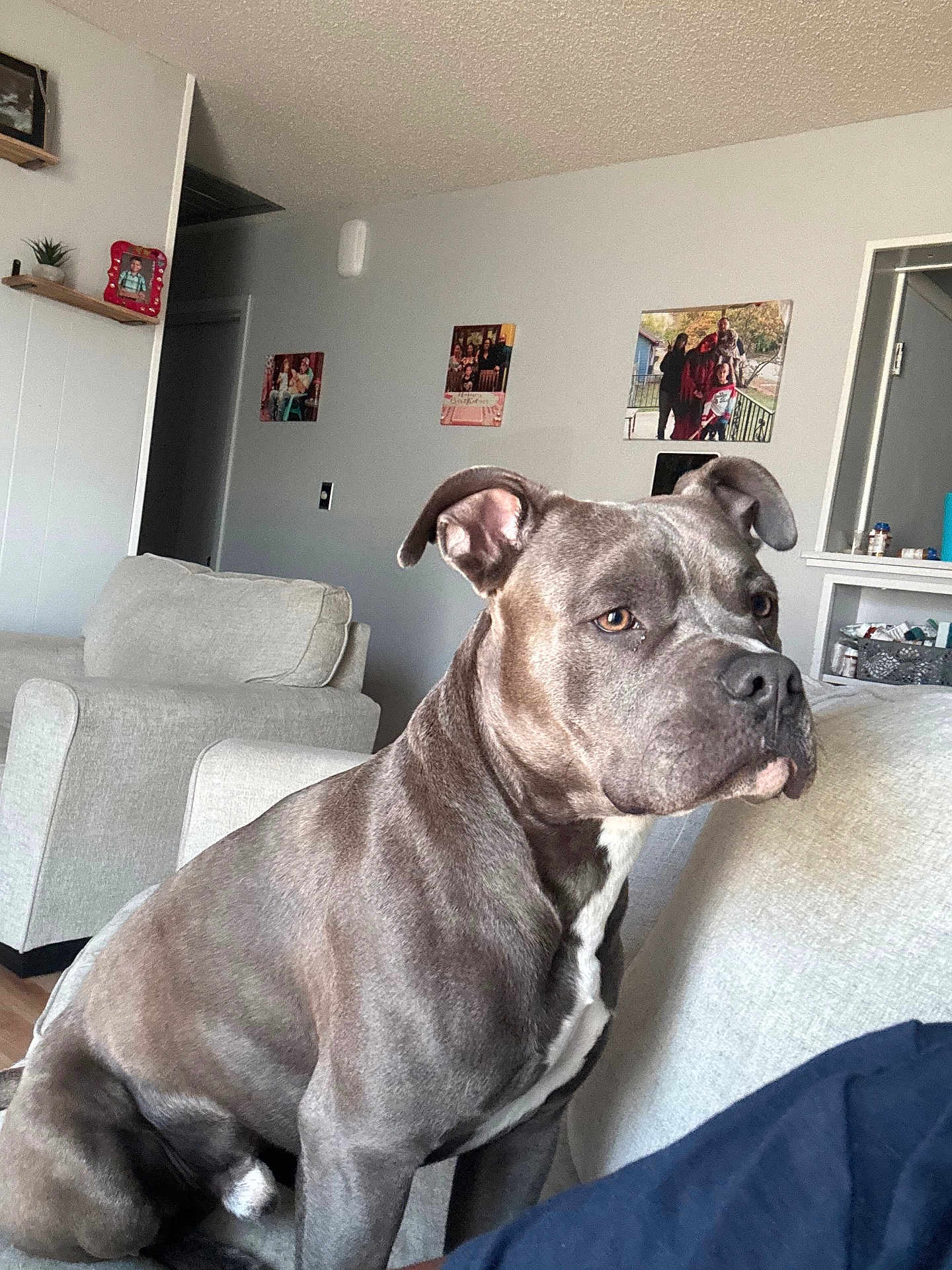 Ghost is registered to the contest to win money with this photo: dog, pitbull, gray_dog, living_room, couch, furniture, indoor, pet, canine, seated, attentive, family_photos, wall_art, home_interior, domestic, companion, alert, short_hair, ears, snout