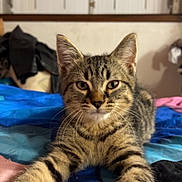 Simba a rejoint le concours — aidez-le/la à gagner de superbes lots ! animal, bed, blanket, cat, curious, cute, domestic, ears, eyes, feline, fur, indoor, kitten, pet, portrait, resting, stretching, tabby, whiskers, young