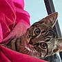 Simba participe au concours pour gagner de l'argent avec cette photo : animal, bed, blanket, cat, closeup, cozy, curious, cute, ears, eyes, feline, fur, indoor, pet, pink, resting, striped, tabby, whiskers, young