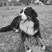 Uska a rejoint le concours — aidez-le/la à gagner de superbes lots ! dog, bernese_mountain_dog, leash, grass, outdoor, park, trees, bench, black_and_white, canine, pet, animal, nature, relaxed, tongue_out, fur, mammal, daytime, resting, leashed