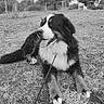 dog, bernese_mountain_dog, leash, grass, outdoor, park, trees, bench, black_and_white, canine, pet, animal, nature, relaxed, tongue_out, fur, mammal, daytime, resting, leashed