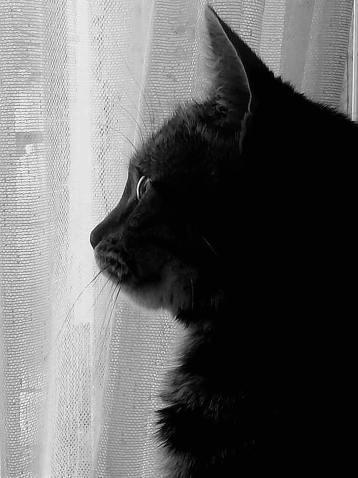 Minette a rejoint le concours — aidez-le/la à gagner de superbes lots ! black_cat, bombay, carnivore, cat, claw, domestic_short_haired_cat, eye, felidae, fur, grey, monochrome, monochrome_photography, shadow, small_to_medium_sized_cats, snout, tail, terrestrial_animal, tints_and_shades, whiskers, window