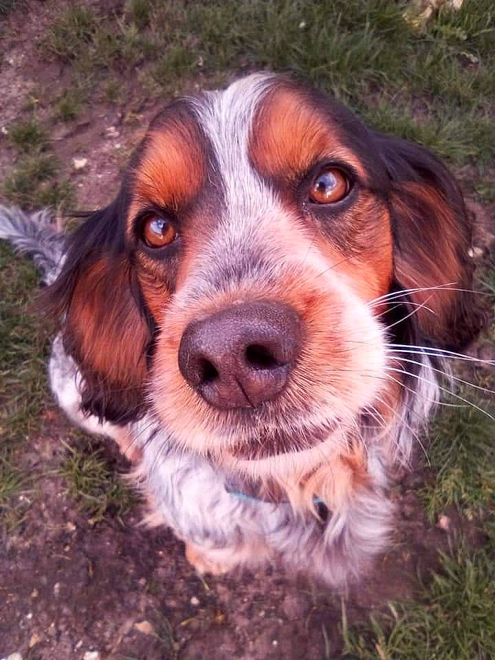 Junior a rejoint le concours — aidez-le/la à gagner de superbes lots ! canidae, carnivore, companion_dog, dog, dog_breed, fawn, fur, grass, gun_dog, hunting_dog, liver, sporting_group, terrestrial_animal, whiskers