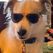 Ralphy is registered to the contest to win money with this photo: dog, sunglasses, indoor, pet, canine, collar, tag, window, blanket, furniture, relaxed, portrait, animal, cute, fur, ears, light, shadow, closeup, resting