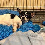 Osko a rejoint le concours — aidez-le/la à gagner de superbes lots ! animal, bed, black_and_white, blanket, blue_bed, blue_toy, chihuahua, cozy, crate, cute, dog, domestic, ears, fur, indoor, looking, pet, resting, small_dog, toy