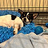 animal, bed, black_and_white, blanket, blue_bed, blue_toy, chihuahua, cozy, crate, cute, dog, domestic, ears, fur, indoor, looking, pet, resting, small_dog, toy