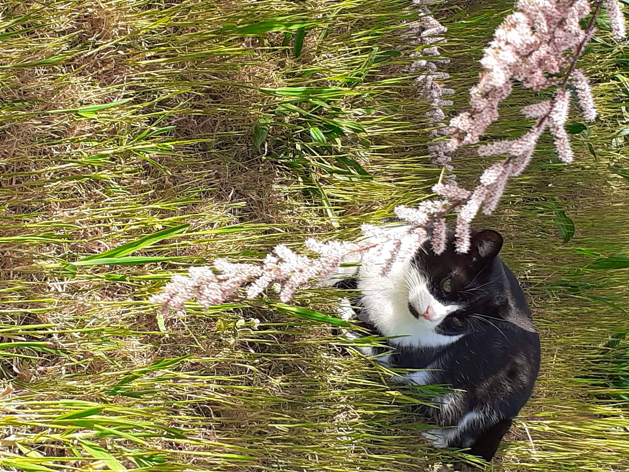 Brandy participe au concours pour gagner de l'argent avec cette photo : beak, canidae, carnivore, cat, feather, felidae, forest, grass, grass_family, groundcover, plant, small_to_medium_sized_cats, sporting_group, tail, terrestrial_animal, terrestrial_plant, tree, trunk, twig, wood