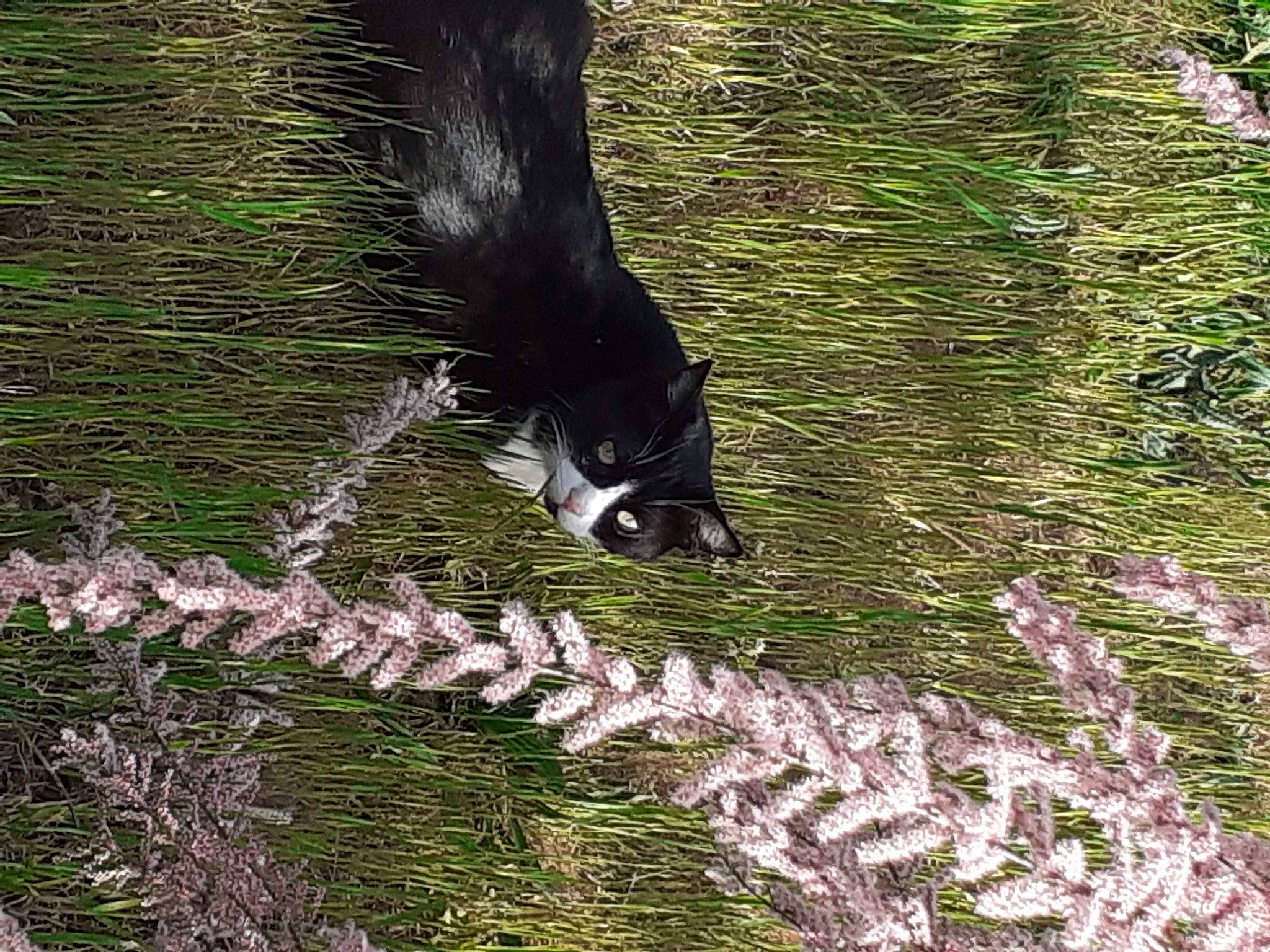 Brandy a rejoint le concours — aidez-le/la à gagner de superbes lots ! beak, canidae, carnivore, dog_breed, feather, forest, fur, grass, groundcover, jungle, pasture, plant, sporting_group, striped_skunk, tail, temperate_broadleaf_and_mixed_forest, terrestrial_animal, tree, trunk, wildlife