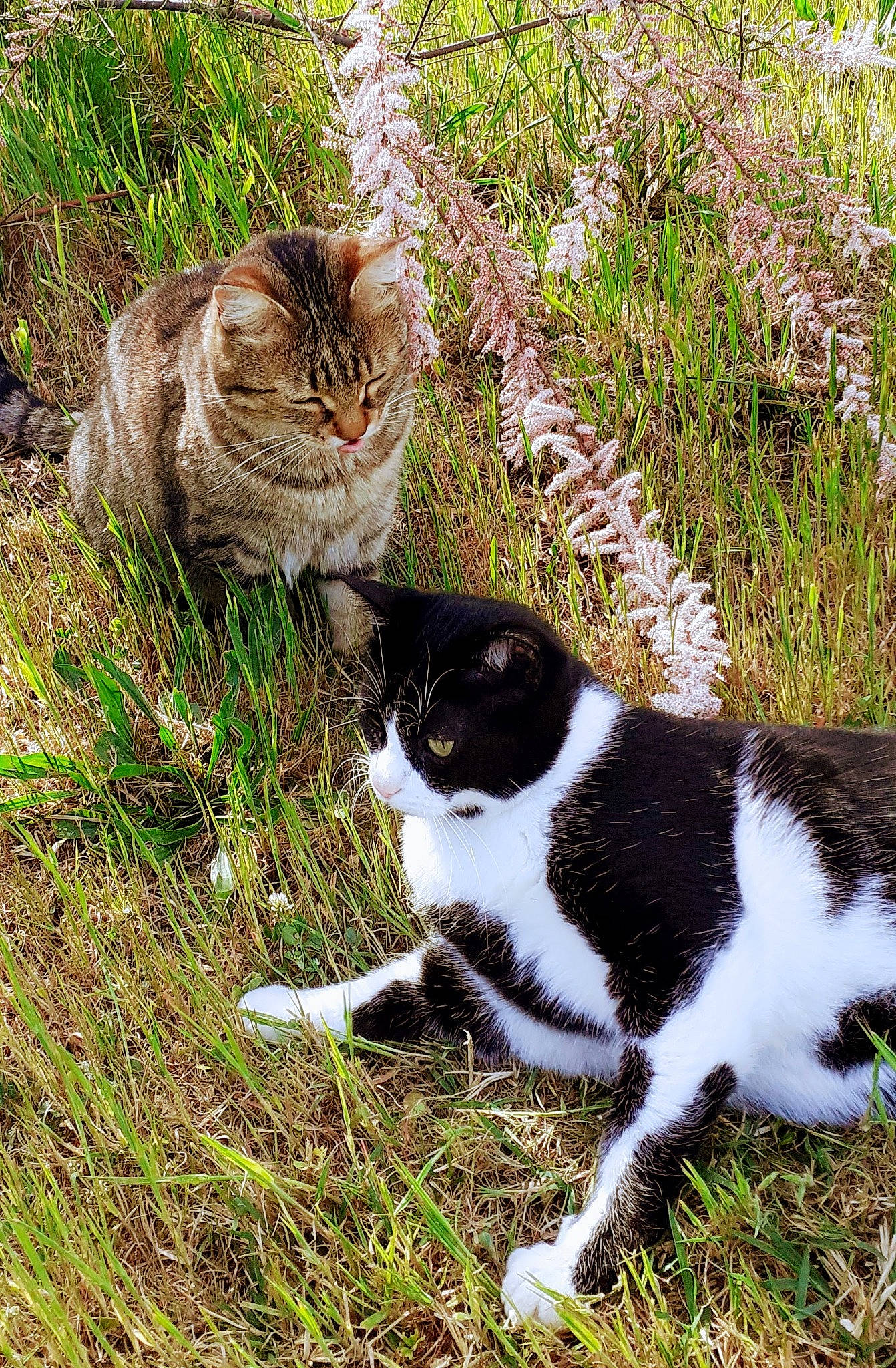 Brandy a rejoint le concours — aidez-le/la à gagner de superbes lots ! art, carnivore, cat, domestic_short_haired_cat, fawn, felidae, fur, grass, groundcover, herb, plant, small_to_medium_sized_cats, snout, tail, terrestrial_animal, tree, whiskers, wildlife