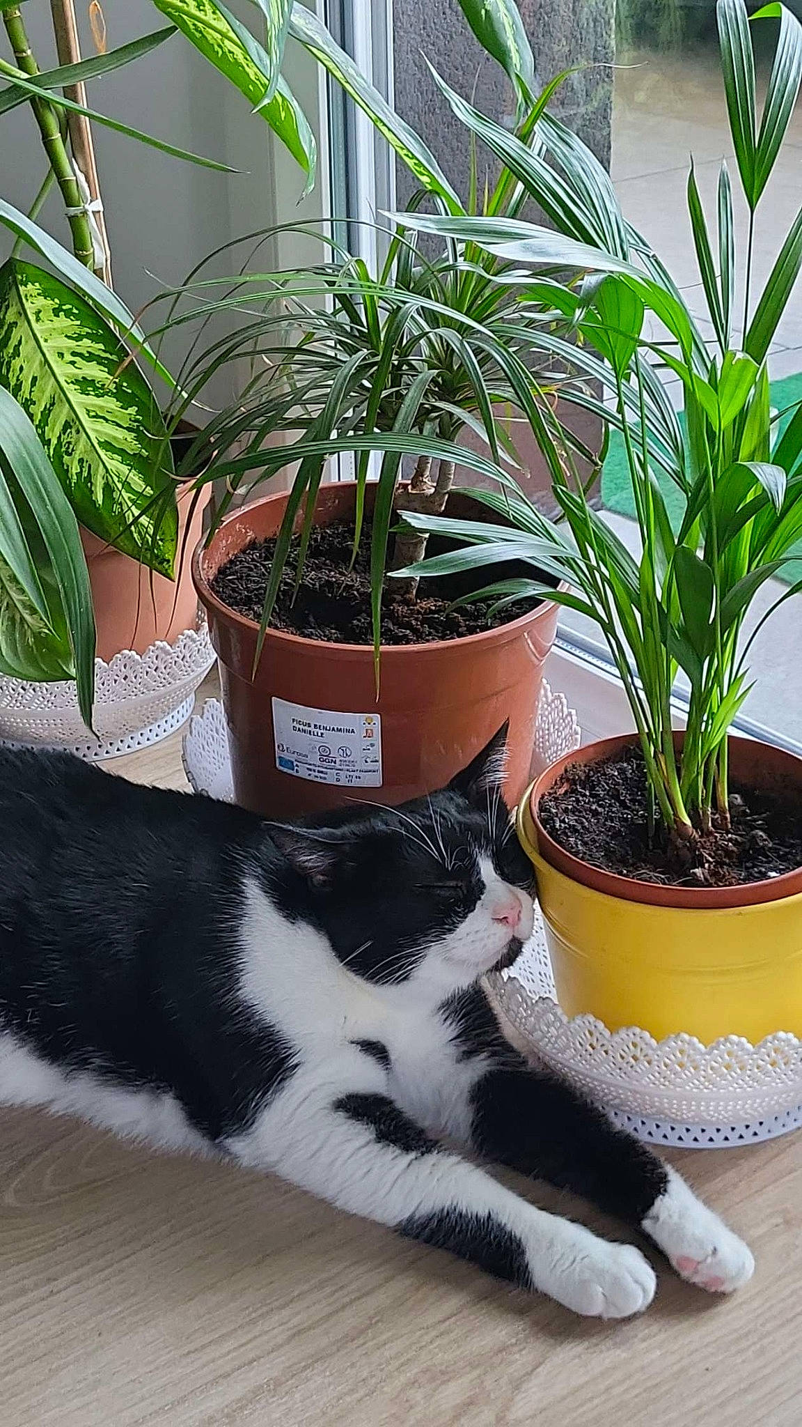 Brandy participe au concours pour gagner de l'argent avec cette photo : carnivore, cat, comfort, domestic_short_haired_cat, felidae, flooring, flower, flowering_plant, flowerpot, fur, grass, herb, herbaceous_plant, houseplant, plant, small_to_medium_sized_cats, tail, terrestrial_plant, whiskers, window