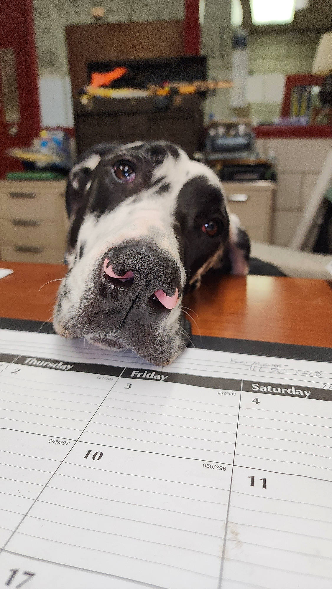 Annie is registered to the contest to win money with this photo: cabinetry, calendar, carnivore, collar, comfort, companion_dog, dog, dog_breed, flooring, foot, fur, metal, non_sporting_group, office_supplies, paw, shelf, table, whiskers, working_animal, working_dog